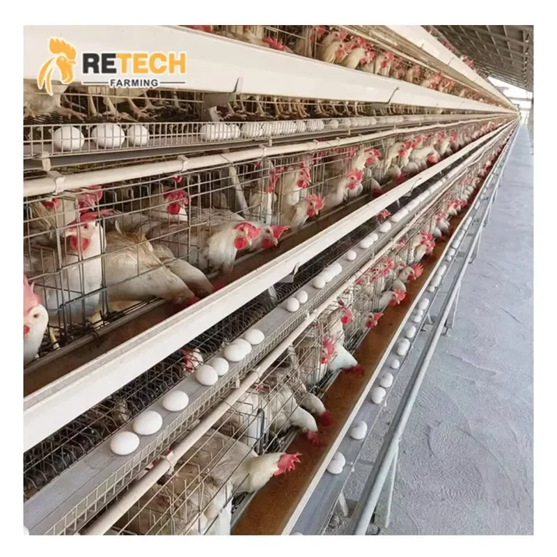 Automatic Poultry Farm Equipment Chicken Layer Battery Cage with Manure Cleaning System for A Type
Automatic Poultry Farm Equipment Chicken Layer Battery Cage with Manure Cleaning System for A Type