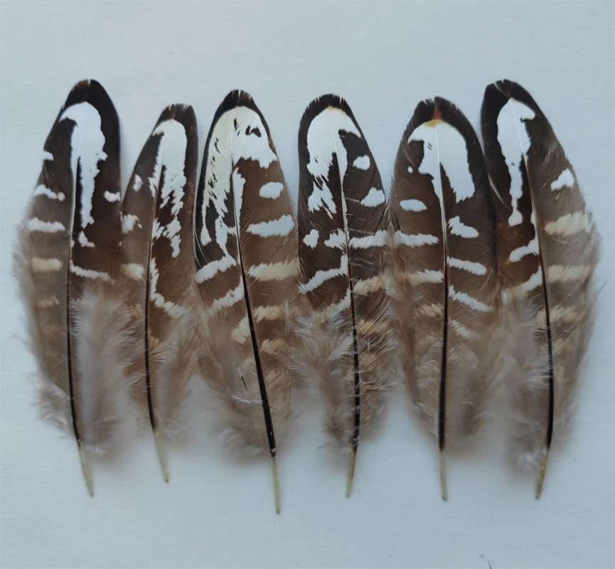 100 шт./лот 8-11 см натуральный белый и черный REEVES VENERY PHEASANT SMALL гусиные перья, ремесленные шлейфы для аксессуаров «сделай сам» 
100 шт./лот 8-11 см натуральный белый и черный REEVES VENERY PHEASANT SMALL гусиные перья, ремесленные шлейфы для аксессуаров «сделай сам»