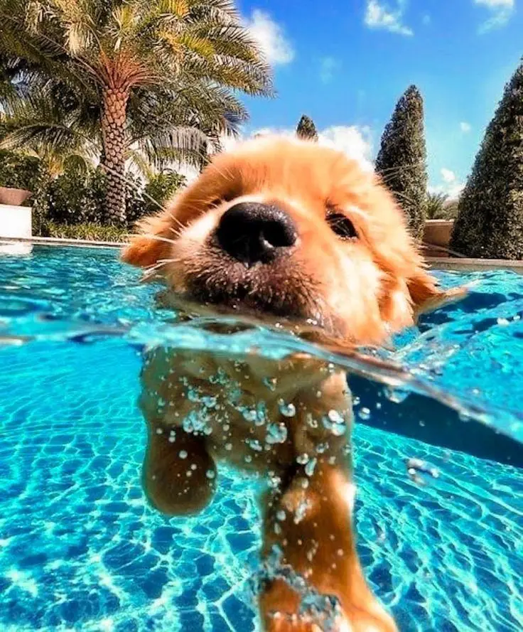 JMINE Div 5D Pet Dog Palm Tree Water Полная алмазная живопись наборы для вышивки крестом художественные собаки щенки 3D краска по бриллиантами
JMINE Div 5D Pet Dog Palm Tree Water Полная алмазная живопись наборы для вышивки крестом художественные собаки щенки 3D краска по бриллиантами