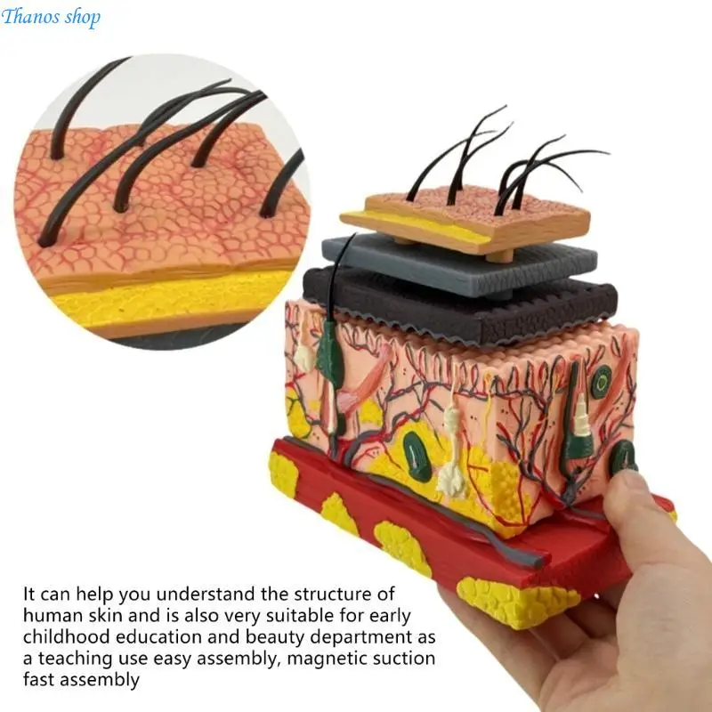 4D Human Anatomical Skin Model Skin Teaching Model Human Skin Magnified Tissue Structure Model for Science Study X37A
4D Human Anatomical Skin Model Skin Teaching Model Human Skin Magnified Tissue Structure Model for Science Study X37A