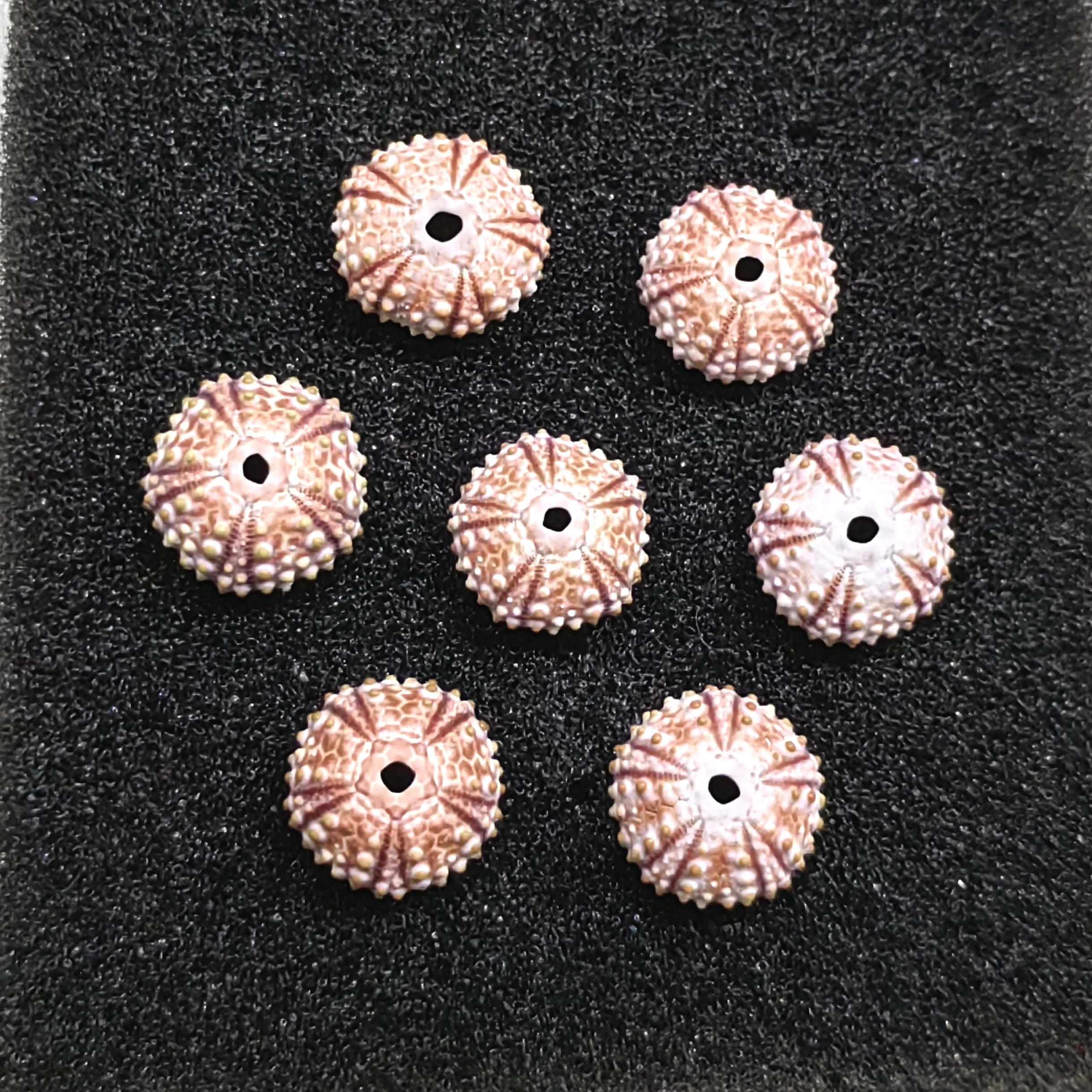 Natural Greece Sea Urchin Specimen Home Decoration Shell Fish Tank Landscape Decor Sea Snail Children's Popular Science Specimen
Natural Greece Sea Urchin Specimen Home Decoration Shell Fish Tank Landscape Decor Sea Snail Children's Popular Science Specimen