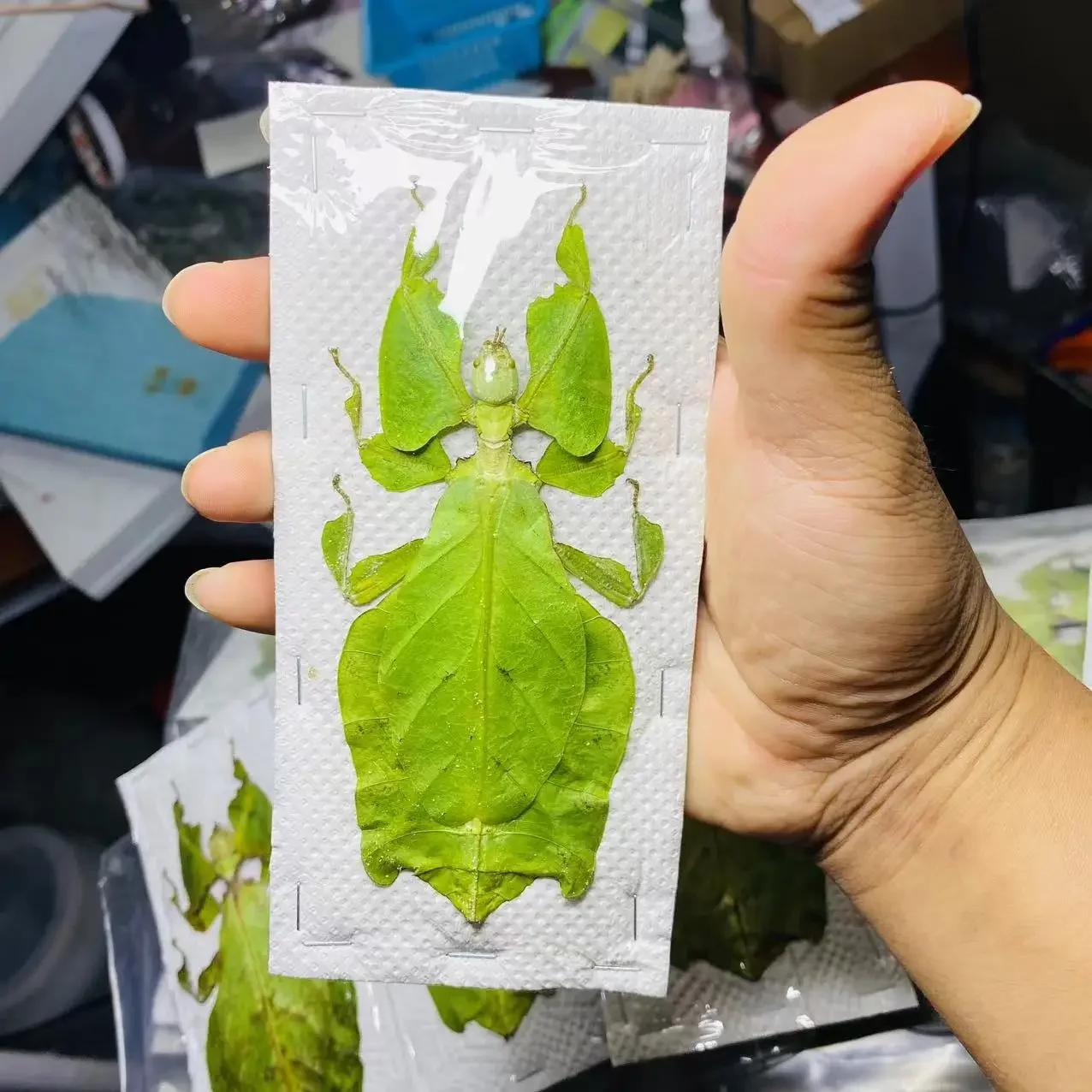 Real Animal Insect Specimens Bamboo Knot Insect Cicada Spiders Scorpions Locusts Centipedes Hornets Bees Butterfly Decoration
Real Animal Insect Specimens Bamboo Knot Insect Cicada Spiders Scorpions Locusts Centipedes Hornets Bees Butterfly Decoration