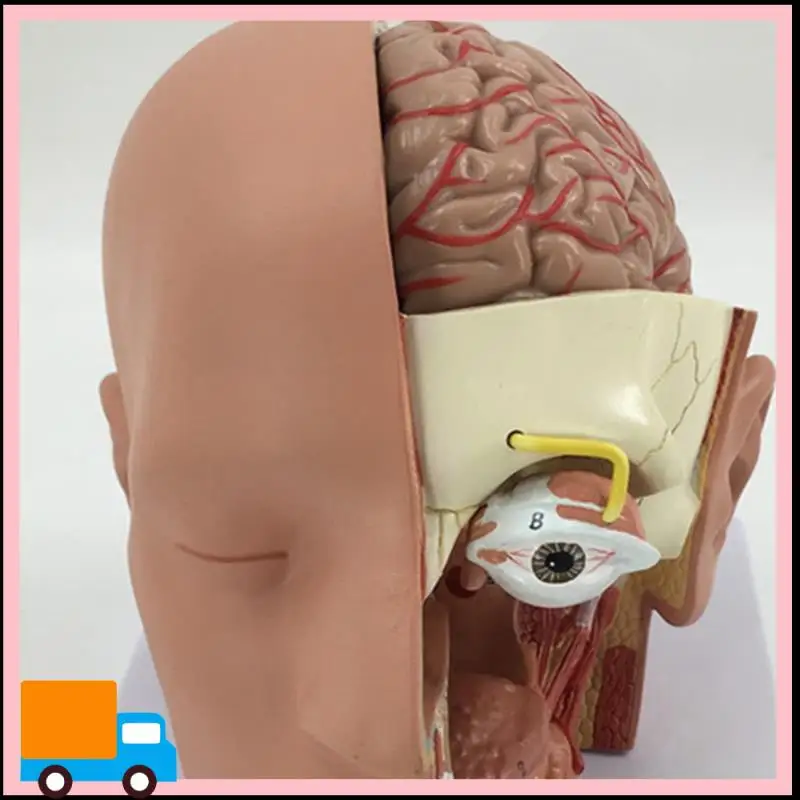 Professional-Human Head Anatomy Model Head Brain Cross-Section Anatomy For Science Classroom Education Learning Teaching Display
Professional-Human Head Anatomy Model Head Brain Cross-Section Anatomy For Science Classroom Education Learning Teaching Display