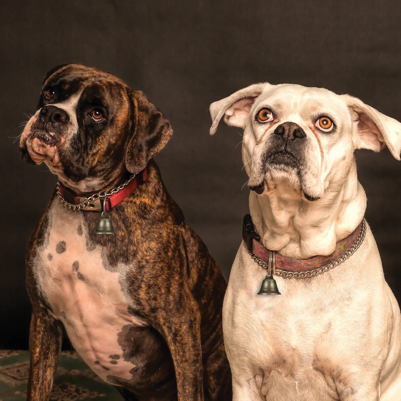 20pcs 38Mm Bells Polished Brass Metal Diy Bell Pendants Hanging Party Decor Sturdy Festive Stringed Bell Instrument
20pcs 38Mm Bells Polished Brass Metal Diy Bell Pendants Hanging Party Decor Sturdy Festive Stringed Bell Instrument