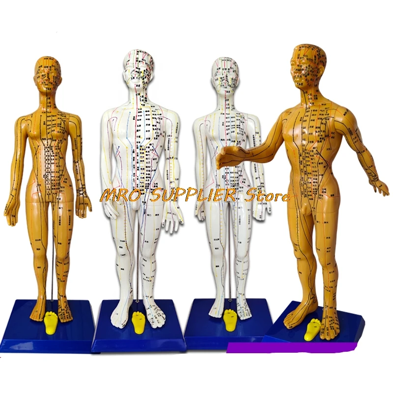 1Pc 48/50/58/60cm Meridian Model Hhuman Acupuncture Point Human Body Acupoint Model Medical Education Appliances Male Female
1Pc 48/50/58/60cm Meridian Model Hhuman Acupuncture Point Human Body Acupoint Model Medical Education Appliances Male Female