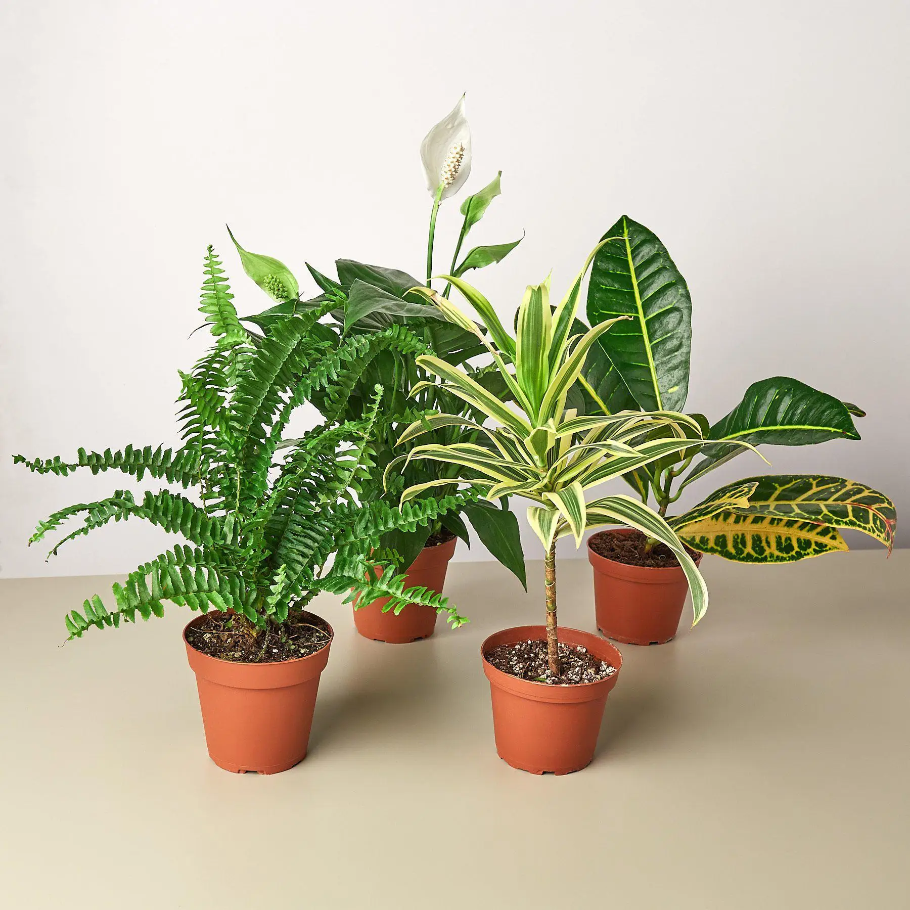 Air Purifying Variety Bundle
Air Purifying Variety Bundle