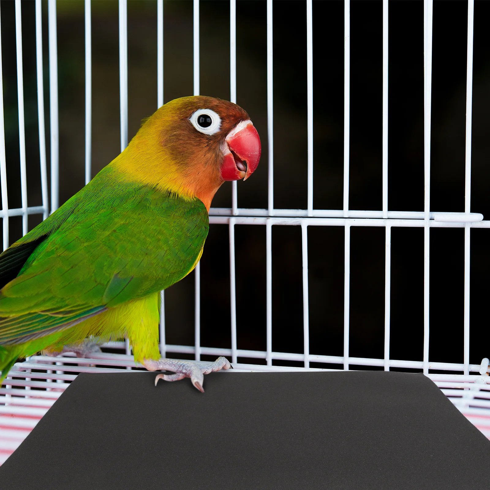 10Pcs Pet Bird Cage Sandpaper Sheets Fine Grit Abrasive Liner for Parrot Beak Claw Grinding Replacement Sandpaper Floor 
10Pcs Pet Bird Cage Sandpaper Sheets Fine Grit Abrasive Liner for Parrot Beak Claw Grinding Replacement Sandpaper Floor