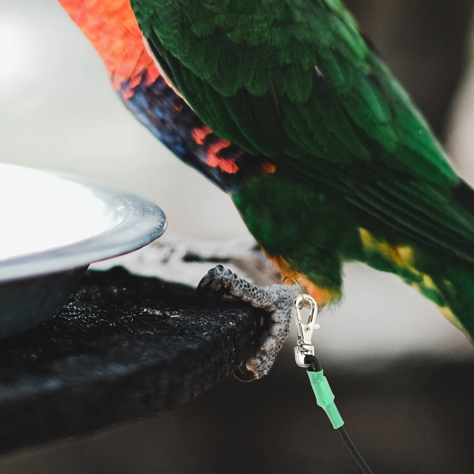 2Pcs Bird Harness Leash Stainless Steel Parakeet Comfortable Rope for Pet Birds Outdoor Flying Enjoyment Nature Traction
2Pcs Bird Harness Leash Stainless Steel Parakeet Comfortable Rope for Pet Birds Outdoor Flying Enjoyment Nature Traction