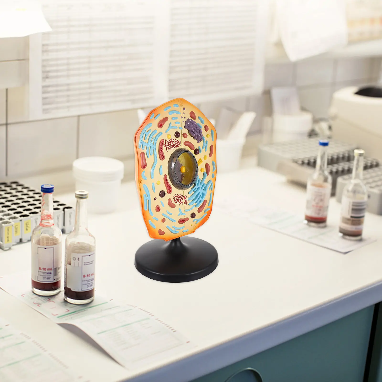 Teaching Animal Cell Display ABS Biological Anatomy Educational Aid for School Study Animal Cell Display Model
Teaching Animal Cell Display ABS Biological Anatomy Educational Aid for School Study Animal Cell Display Model