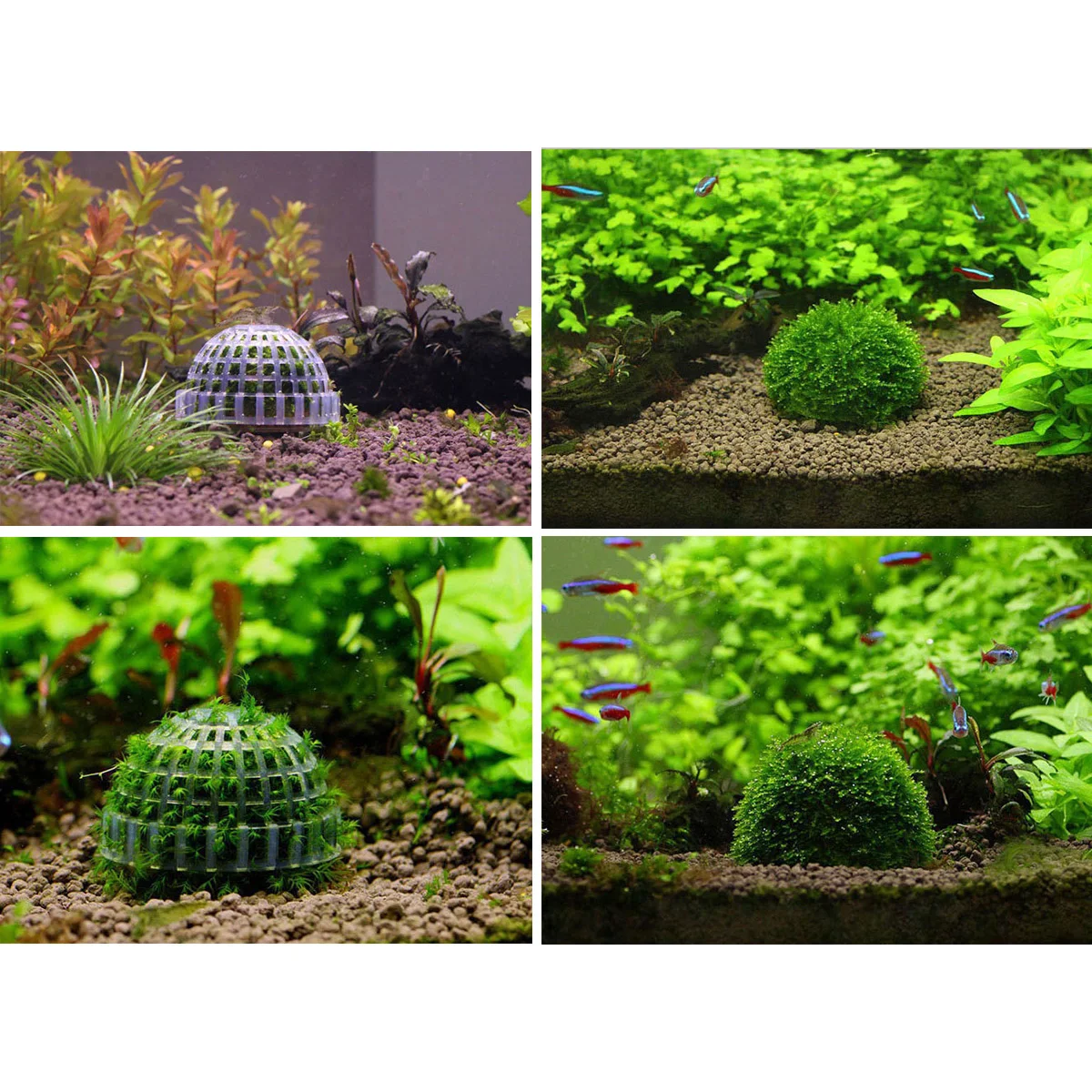 Mineral Balls Aquatic Plant Holder Fish Tank Aquarium Cultivating Container Moss Ball Plants Filter Material
Mineral Balls Aquatic Plant Holder Fish Tank Aquarium Cultivating Container Moss Ball Plants Filter Material