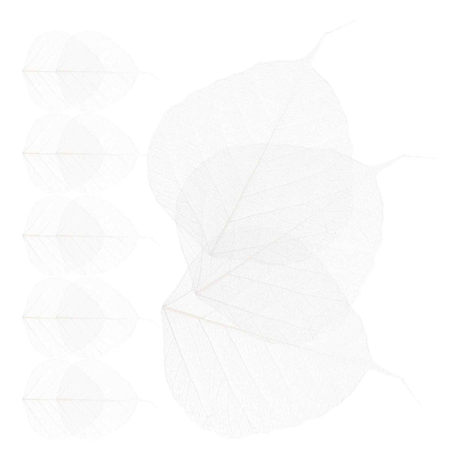 20pcs Leaf Vein Bookmark Materials White Dried Natural Diy Craft Decoration Wedding Gift Party Supplies Dried Leaves
20pcs Leaf Vein Bookmark Materials White Dried Natural Diy Craft Decoration Wedding Gift Party Supplies Dried Leaves