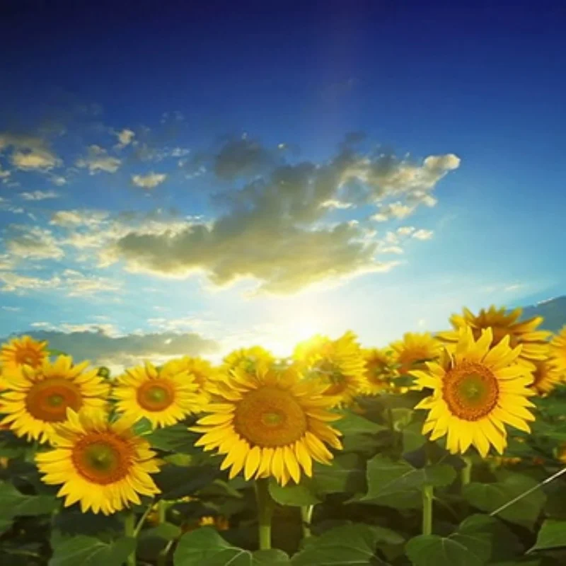 4pcs OD 62mm 1.0" Metal Beadlock Wheel Tire Set For 1/18 RC Crawler Car TRX4M SCX24 Upgrade Parts Accessories
4pcs OD 62mm 1.0" Metal Beadlock Wheel Tire Set For 1/18 RC Crawler Car TRX4M SCX24 Upgrade Parts Accessories