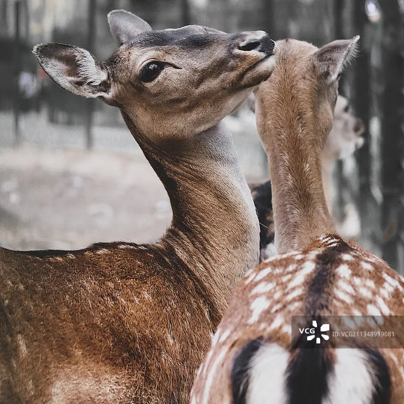 Jumper 2.4G ELRS TX Module AION NANO T-PRO/ExpressLRS ELRS AION-RX-MINI Receiver RX For FPV Airplane Drone Quadcopter RC Tools
Jumper 2.4G ELRS TX Module AION NANO T-PRO/ExpressLRS ELRS AION-RX-MINI Receiver RX For FPV Airplane Drone Quadcopter RC Tools