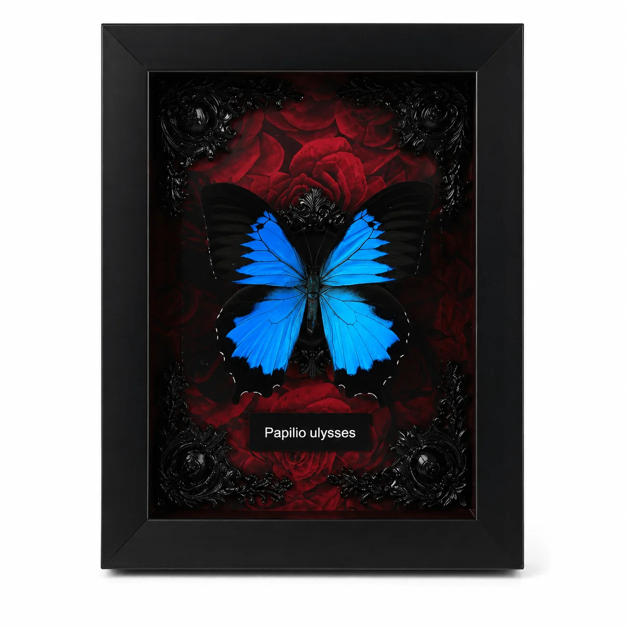 Framed Real Butterfly Specimen Decor, Wall or Desk Display with Gift Box and Bag, Nature Lover Gift
Framed Real Butterfly Specimen Decor, Wall or Desk Display with Gift Box and Bag, Nature Lover Gift