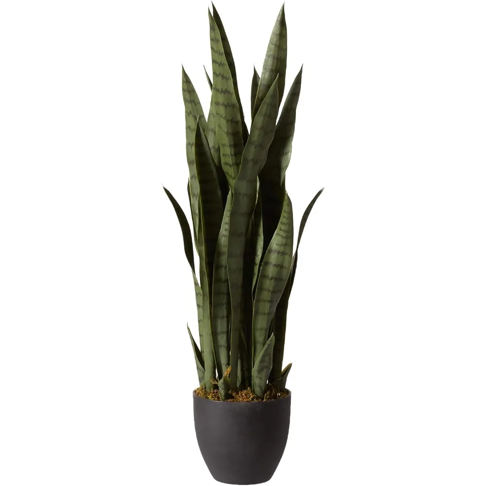 , Green 4855 35in. Sansevieria with Black Planter
, Green 4855 35in. Sansevieria with Black Planter