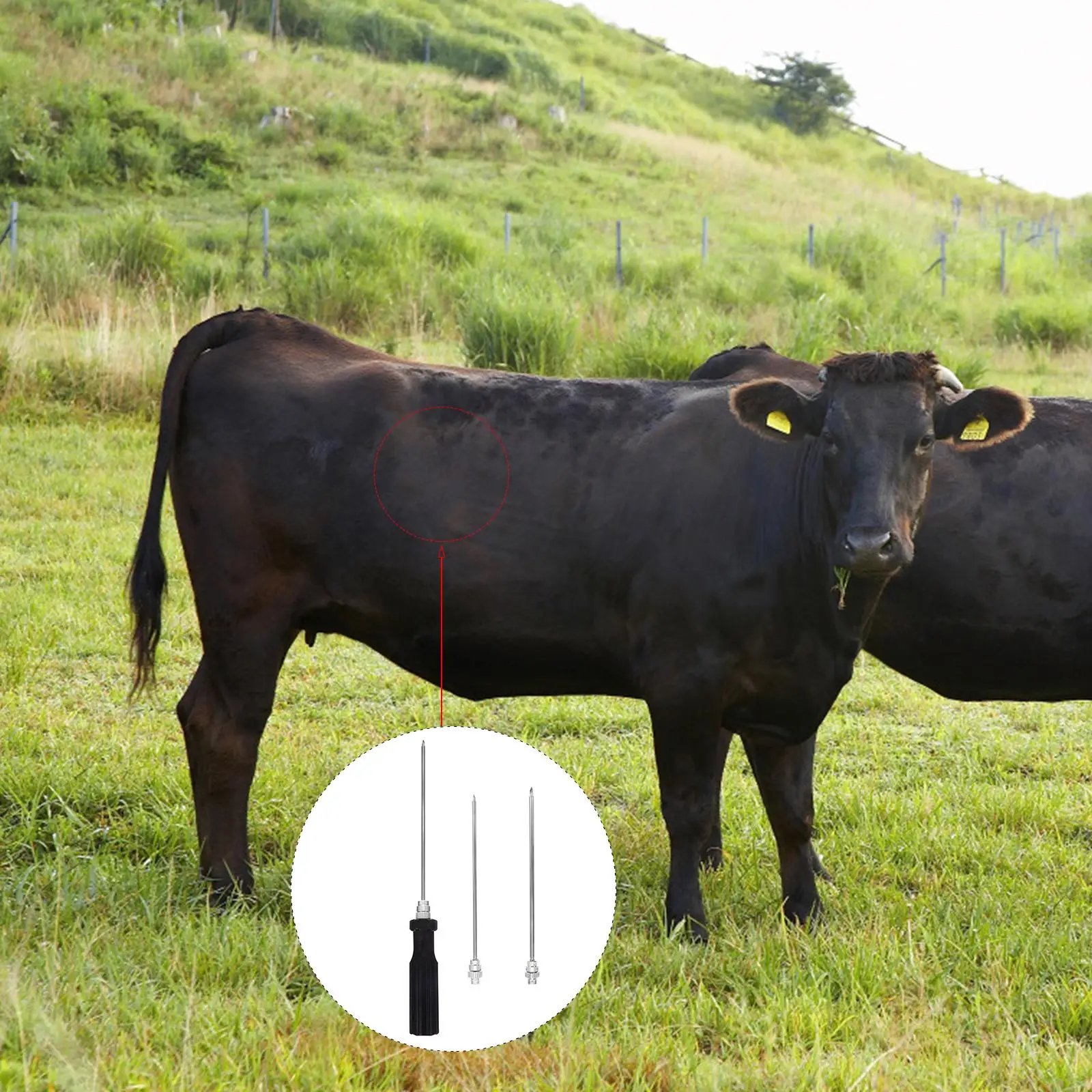1 Set 3 Sizes 145MM 139MM 130MM Plastic Handle 80MM Rumen Deflation Needle Livestock Trocar Veterinary Equipment Cattle Sheep
1 Set 3 Sizes 145MM 139MM 130MM Plastic Handle 80MM Rumen Deflation Needle Livestock Trocar Veterinary Equipment Cattle Sheep