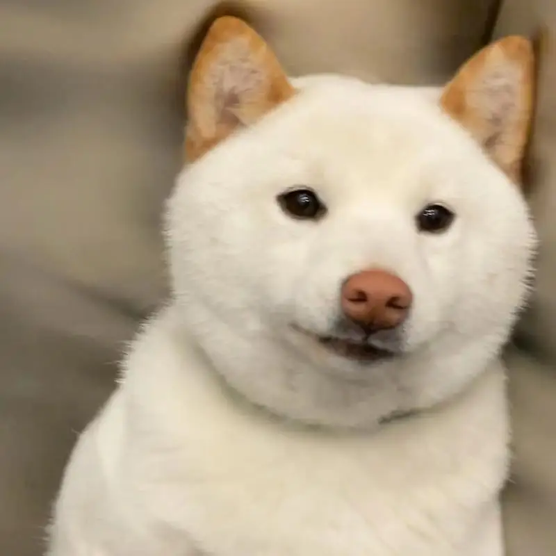 For Mitsubishi Outlander MK3 GF GG ZJ ZK ZL 2013-2021 2014 2015 Window Center Pillar Film Trim Cover B C Posts Sticker Column
For Mitsubishi Outlander MK3 GF GG ZJ ZK ZL 2013-2021 2014 2015 Window Center Pillar Film Trim Cover B C Posts Sticker Column