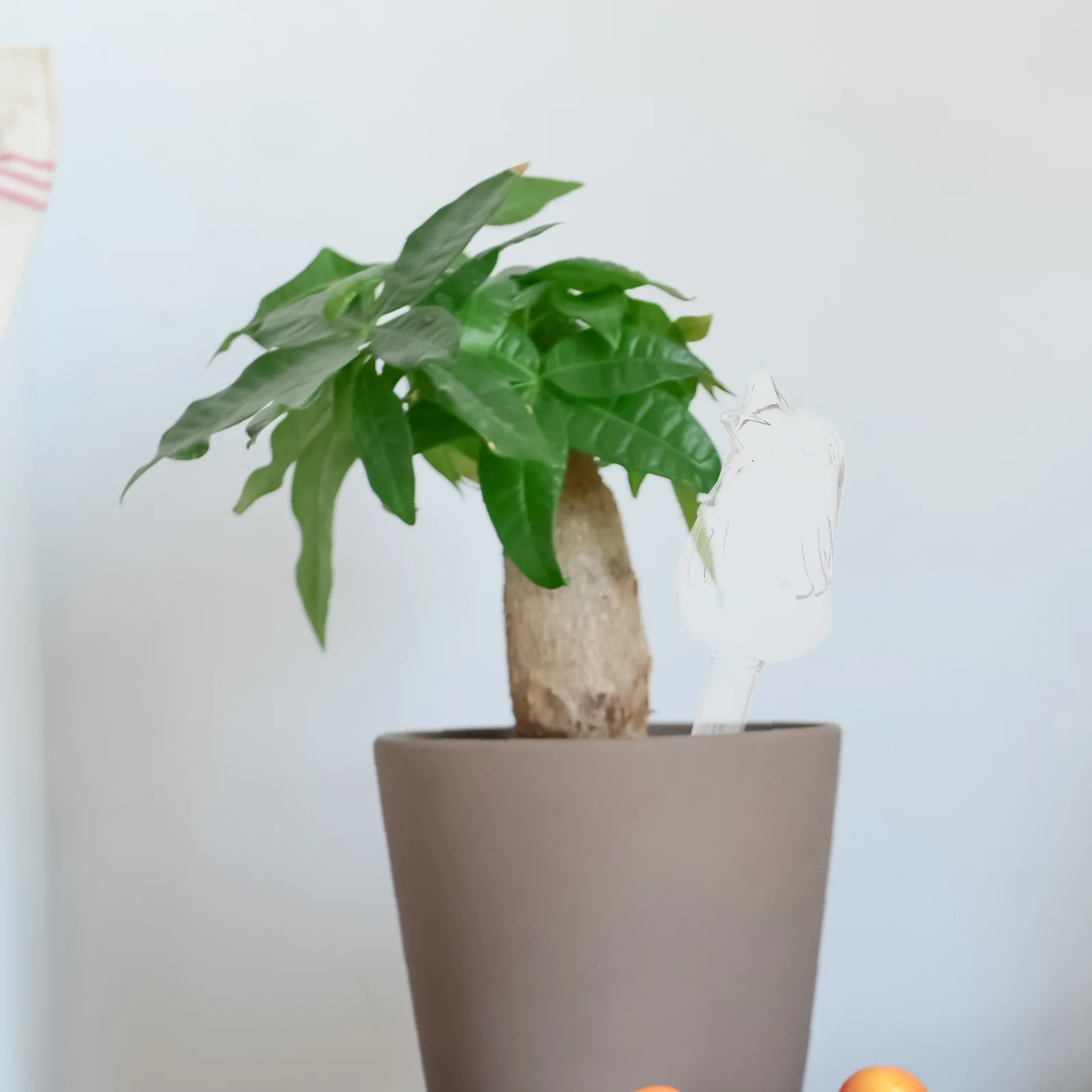 Glass Automatic Watering Globe Self-Watering Device for Potted Plants Bonsai Garden Plant Waterer Irrigation Solution
Glass Automatic Watering Globe Self-Watering Device for Potted Plants Bonsai Garden Plant Waterer Irrigation Solution