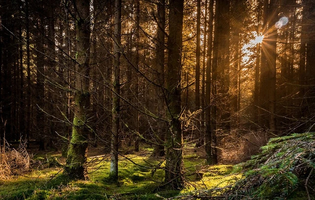 4PCS 118mm 1.9" Soft Rubber Tire Wheel Tyre for 1/10 RC Crawler Car Axial SCX10 Pro Capra Trxs TRX4 RC4WD D90 Redcat
4PCS 118mm 1.9" Soft Rubber Tire Wheel Tyre for 1/10 RC Crawler Car Axial SCX10 Pro Capra Trxs TRX4 RC4WD D90 Redcat