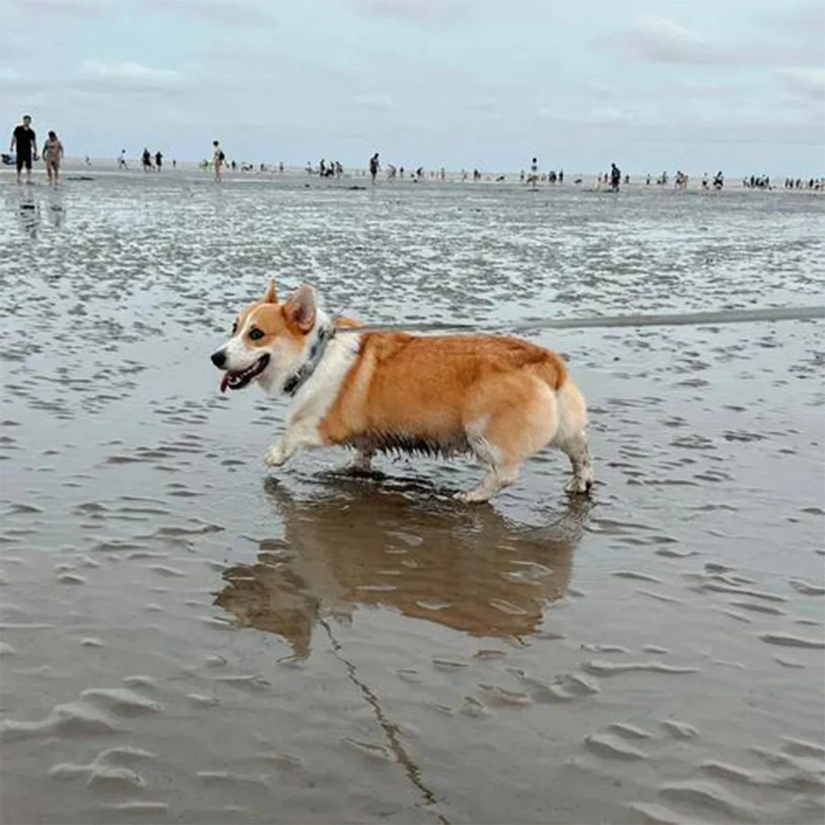 Dog Training Collar with Remote Dog Bark Collar for All Dogs 10-120lbs, Waterproof Rechargeable Dog E-Collar with Security Lock
Dog Training Collar with Remote Dog Bark Collar for All Dogs 10-120lbs, Waterproof Rechargeable Dog E-Collar with Security Lock