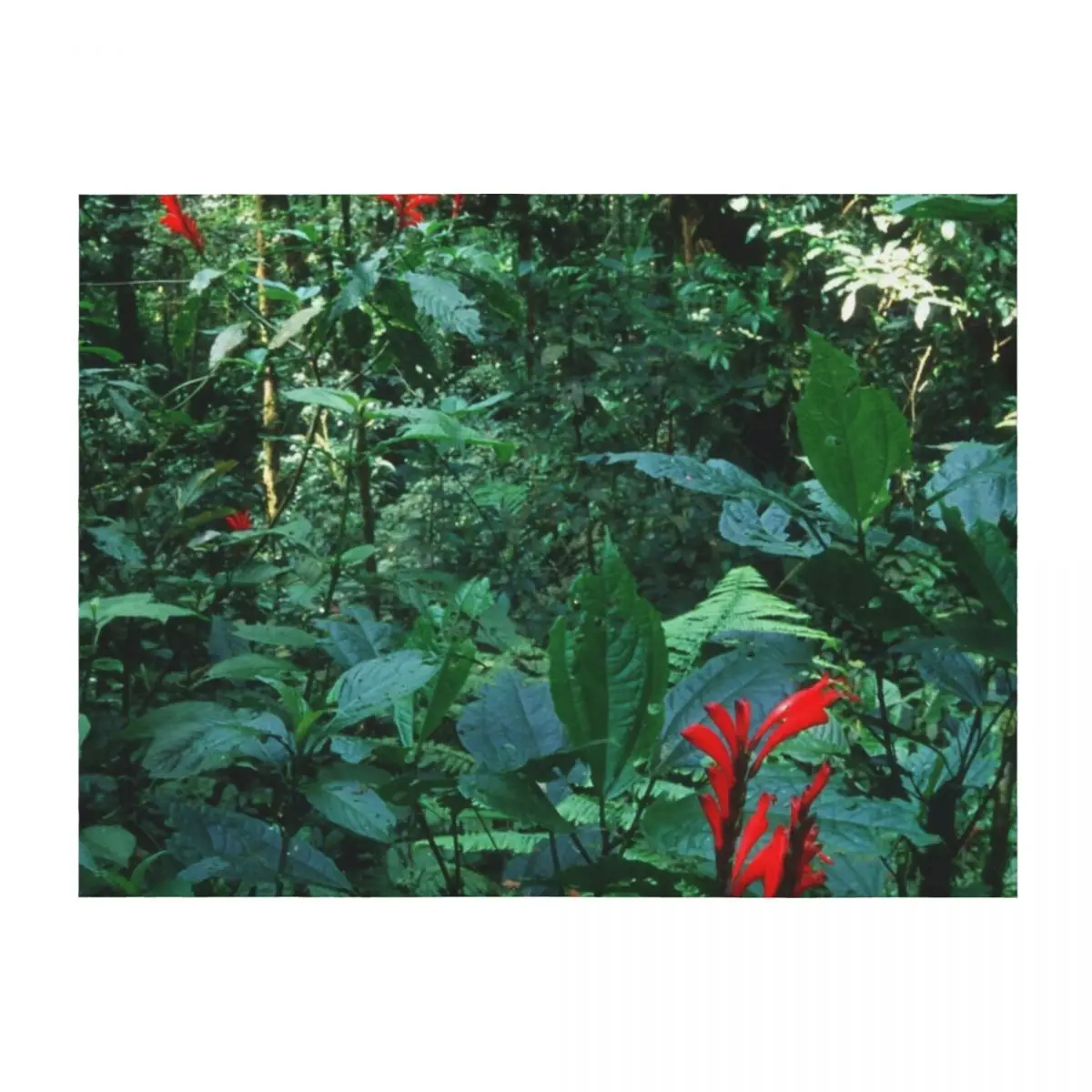 Costa Rica Tropical Lush Jungle Rain Forest Throw Blanket Sleeping Bag Flannels funny gift Luxury Thicken Blankets
Costa Rica Tropical Lush Jungle Rain Forest Throw Blanket Sleeping Bag Flannels funny gift Luxury Thicken Blankets