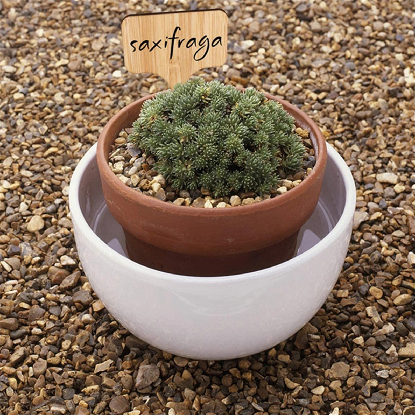 50pcs Wood Succulent Labeling Solid Color Planter Decorative Wood Sign Tags For Planters Flower Pots Decor Xuan-us
50pcs Wood Succulent Labeling Solid Color Planter Decorative Wood Sign Tags For Planters Flower Pots Decor Xuan-us