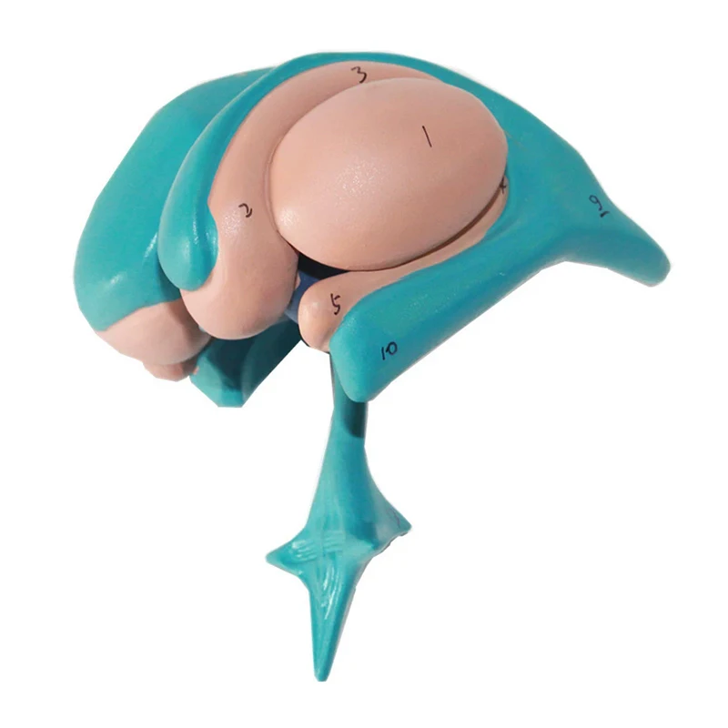 Human Brain Base Nucleus Model Ventricle Thalamus Model Amygdala Anatomical Model
Human Brain Base Nucleus Model Ventricle Thalamus Model Amygdala Anatomical Model