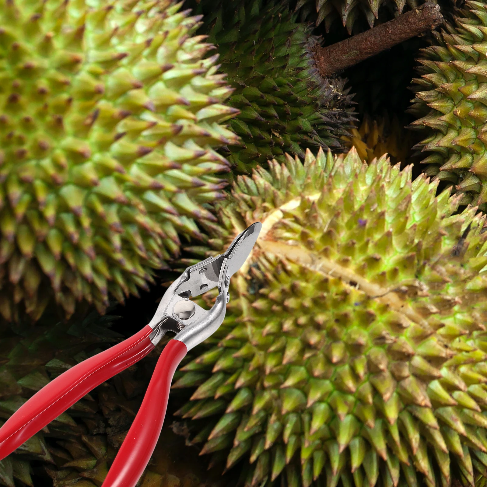 Clip Stainless Steel Opening Fruit Opener Tool Household Manual Fruits Durian Chopper
Clip Stainless Steel Opening Fruit Opener Tool Household Manual Fruits Durian Chopper