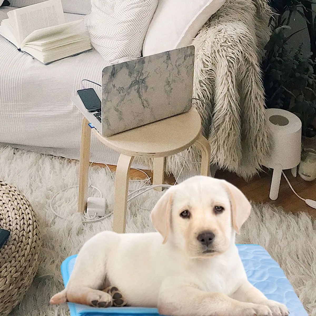 Pet Ice Cooling Summer Dog Cat Pad Absorbing Heat Breathable Lightweight Protect Floor Tidy Summer Mat Pet Dog Cool Mat
Pet Ice Cooling Summer Dog Cat Pad Absorbing Heat Breathable Lightweight Protect Floor Tidy Summer Mat Pet Dog Cool Mat