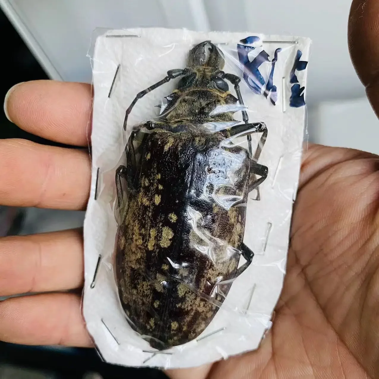 Giant King Chafer Beetle Specimen - Goliathus Albosignatus Kirkianus Real Insect Collection for Photography And Home Decor Natur
Giant King Chafer Beetle Specimen - Goliathus Albosignatus Kirkianus Real Insect Collection for Photography And Home Decor Natur