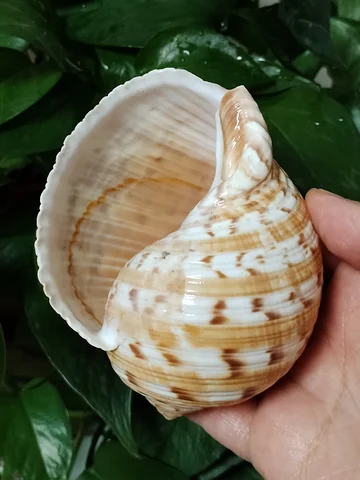 9-10CM Tonna Dolium Shell Big Partridge Tun Seashell for For Collection Wedding Decorations, Fish Tank DIY Party and Table Decor