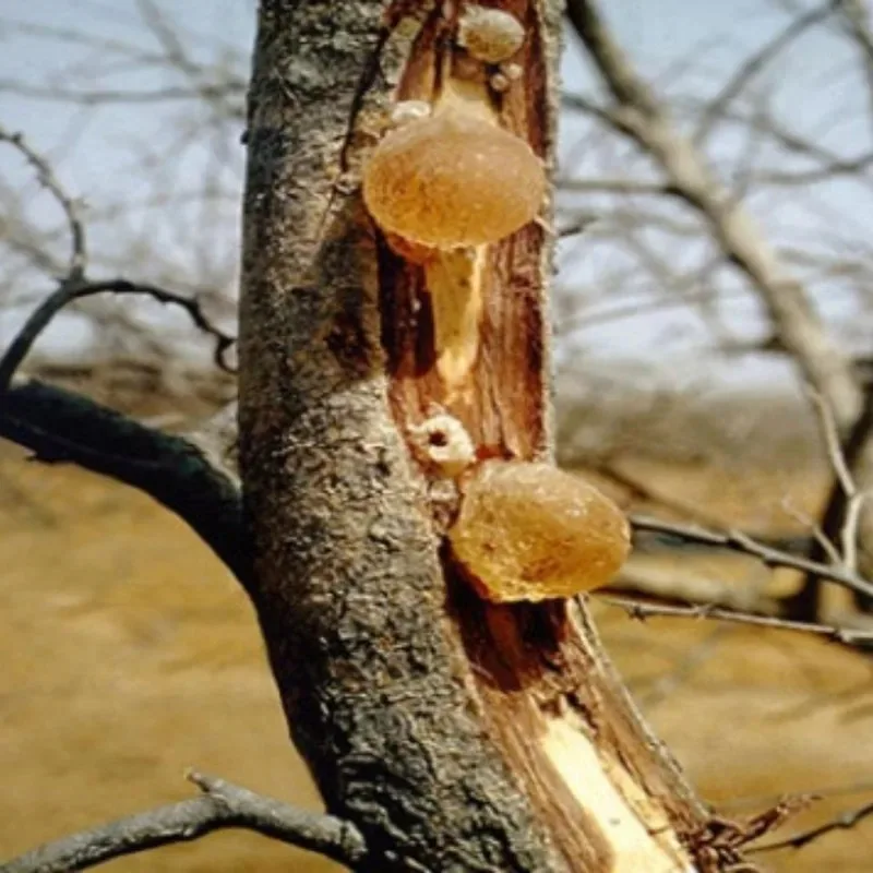 Top Natural Arabic Gum Resin Organic Acacia Senegal For Emulsifiers Thickeners Adhesives Stabilizers Natural Acacia Seyal
Top Natural Arabic Gum Resin Organic Acacia Senegal For Emulsifiers Thickeners Adhesives Stabilizers Natural Acacia Seyal