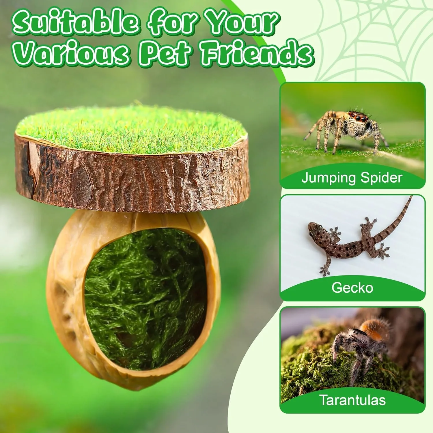 Jumping Spider Hideout Spider with Magnets Climbing Platform Enclosure Decor Kit For Spider Habitat Insect House Accessories
Jumping Spider Hideout Spider with Magnets Climbing Platform Enclosure Decor Kit For Spider Habitat Insect House Accessories