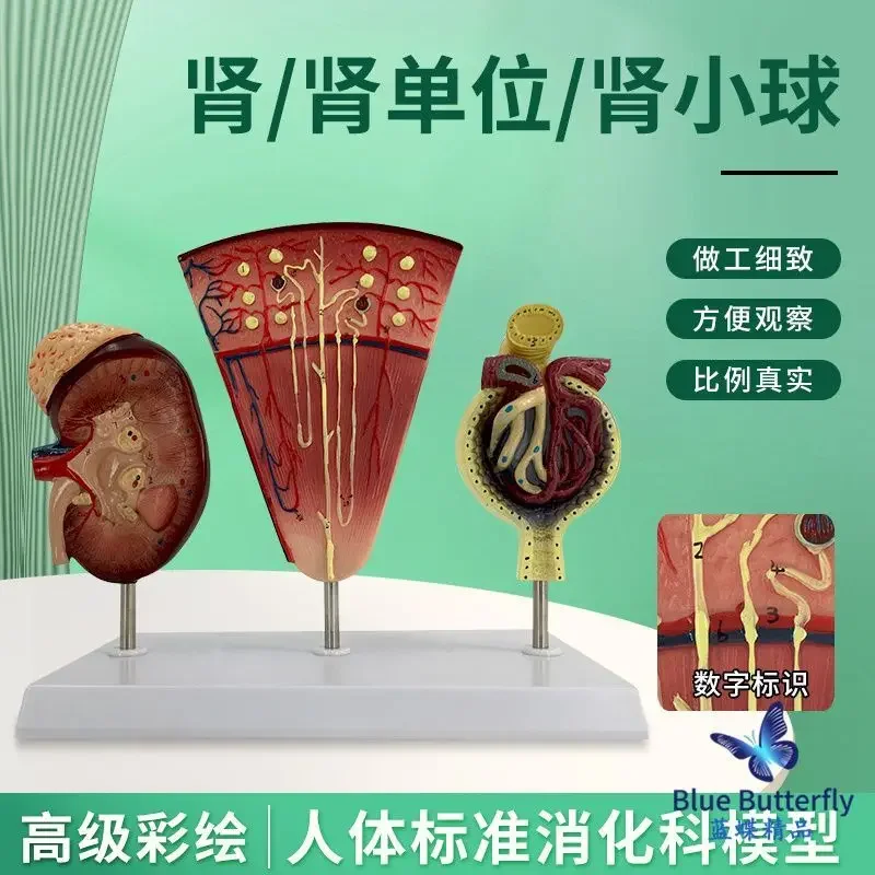 Kidney And Nephron Glomerular Model Human Kidney Renal Renal Anatomical Renal Department
Kidney And Nephron Glomerular Model Human Kidney Renal Renal Anatomical Renal Department