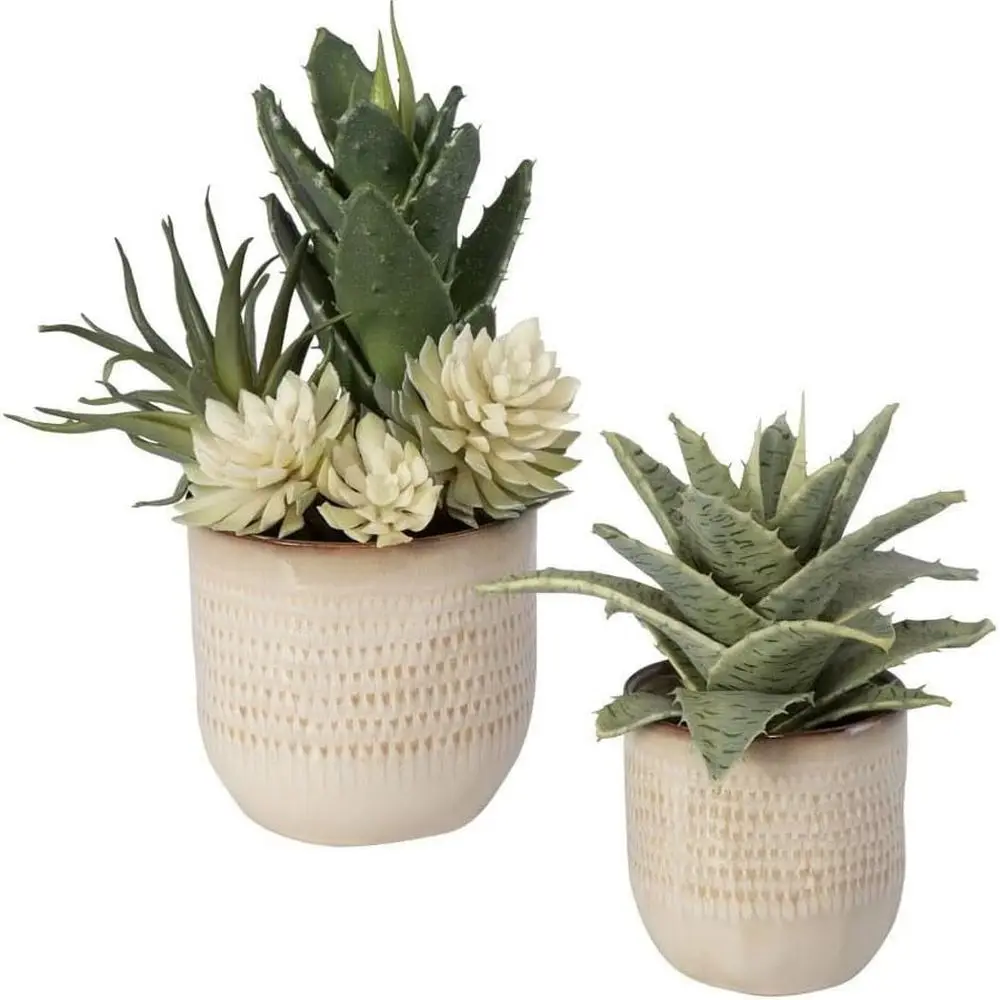 Пара 12 высоких и 9 широких приморских суккулентов
Пара 12 высоких и 9 широких приморских суккулентов