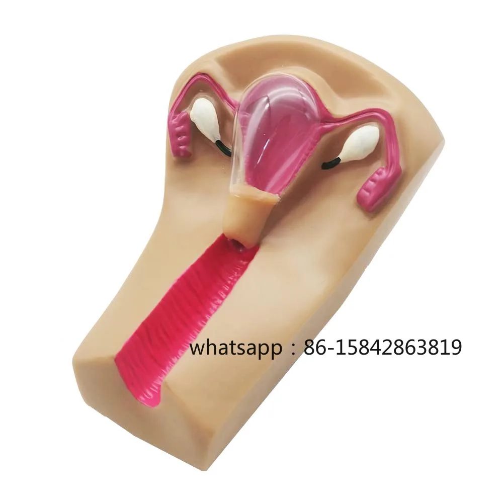 Female Intrauterine Contraceptive Device Model,IUD Training Simulator Brand new
Female Intrauterine Contraceptive Device Model,IUD Training Simulator Brand new