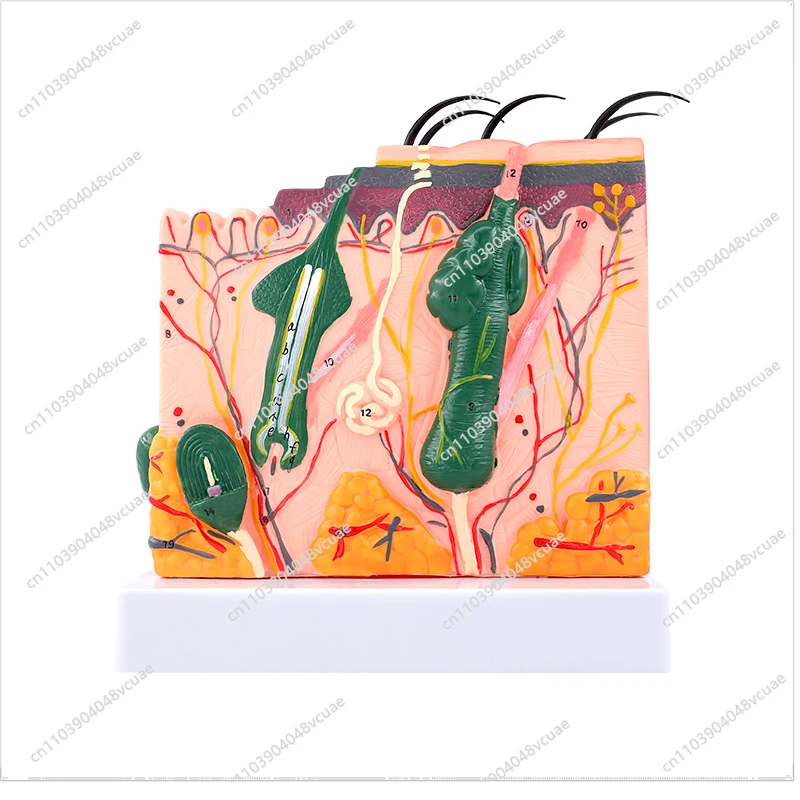 For 70 Times Human Skin Tissue Structure Enlarged Anatomical Model Medical Aesthetic Plastic Three-dimensional Skin Model
For 70 Times Human Skin Tissue Structure Enlarged Anatomical Model Medical Aesthetic Plastic Three-dimensional Skin Model