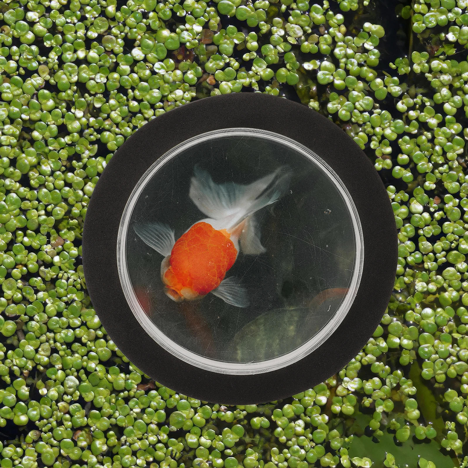 Floating Pond Fish Dome Transparent Acrylic Cover For Outdoor Garden Pond Durable Waterproof Above Surface Display
Floating Pond Fish Dome Transparent Acrylic Cover For Outdoor Garden Pond Durable Waterproof Above Surface Display