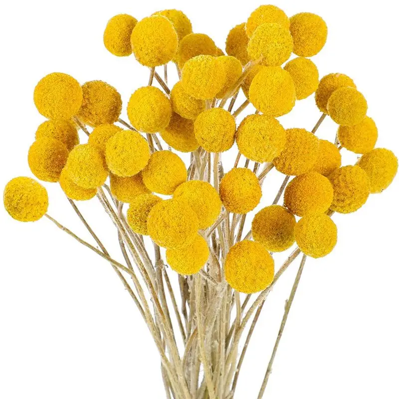 ABSS-48 Pcs Dried Flowers Dried Billyballs Dried Craspedia Flowers Button Yellow Dried Flowers Fake Silk Dried Flower
ABSS-48 Pcs Dried Flowers Dried Billyballs Dried Craspedia Flowers Button Yellow Dried Flowers Fake Silk Dried Flower