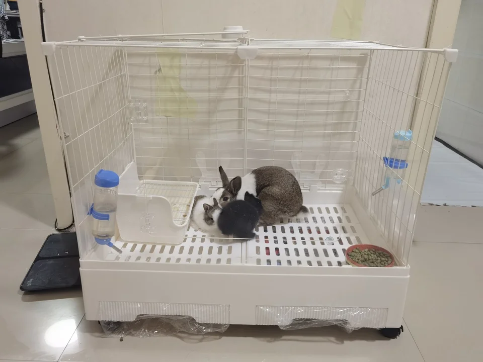 Large Rabbit Cage Anti Urine Spray Spacious Villa with Toilet for Guinea Pig Hamster Luxury Home
Large Rabbit Cage Anti Urine Spray Spacious Villa with Toilet for Guinea Pig Hamster Luxury Home
