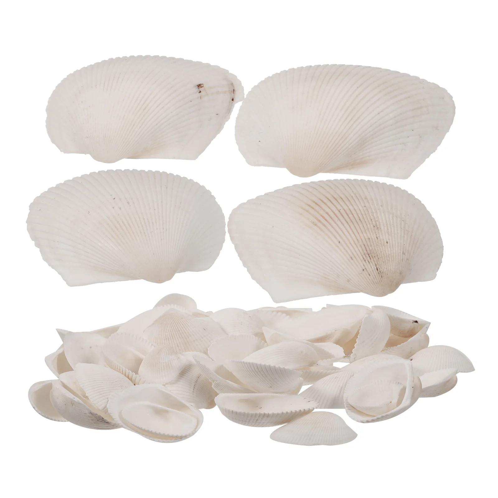 Scallop Shell Decoration Beach Wedding DIY Craft Material Seashells for Decorating Household Crafts Small Decorations
Scallop Shell Decoration Beach Wedding DIY Craft Material Seashells for Decorating Household Crafts Small Decorations