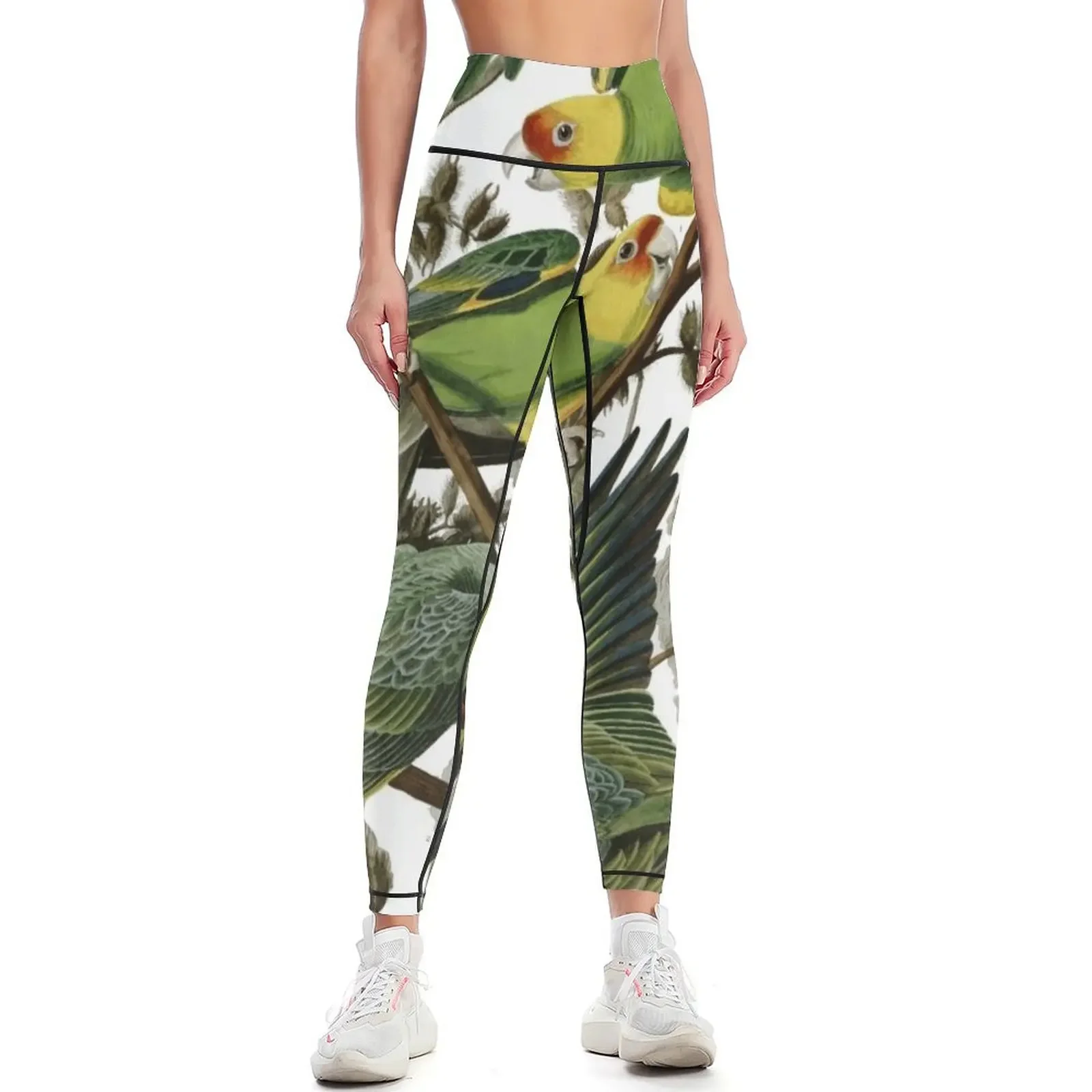 Audubon's Carolina Parakeet Leggings workout shorts gym's clothing Women's gym Womens Leggings
Audubon's Carolina Parakeet Leggings workout shorts gym's clothing Women's gym Womens Leggings