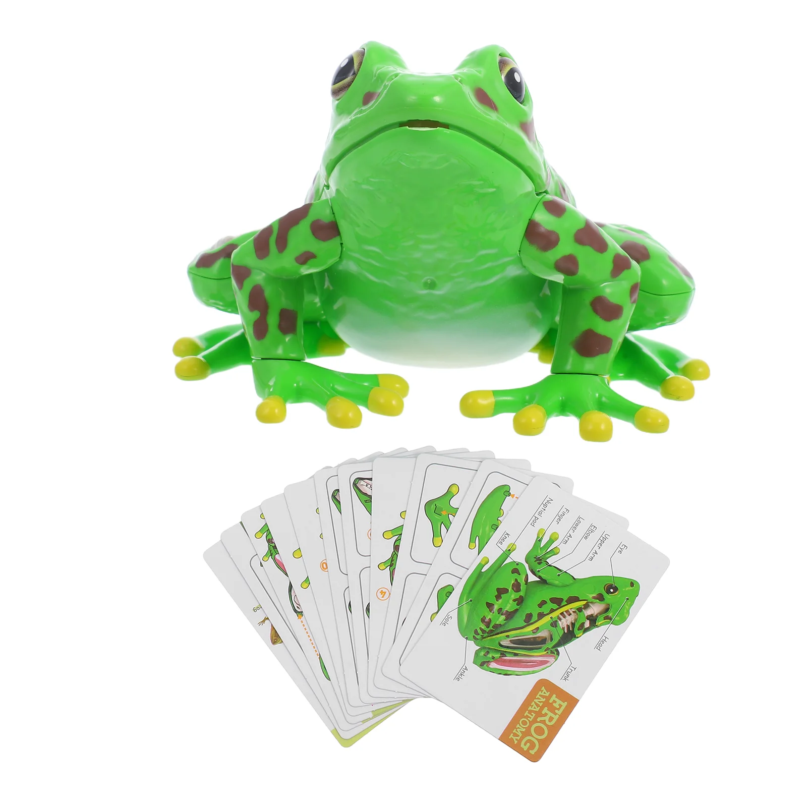 Frog Model Dissection Kit for Kids Anatomy Toys Lifelike Removable Simulated 3d Puzzle Plastic Bath Realistic Child Teaching
Frog Model Dissection Kit for Kids Anatomy Toys Lifelike Removable Simulated 3d Puzzle Plastic Bath Realistic Child Teaching