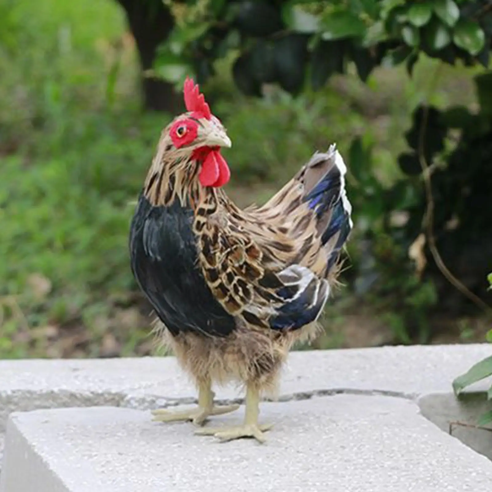 Статуя курицы 9,4 дюйма, украшения для газона с курицей, уличные статуи для дома, сада, дорожки, фермы, патио, лужайки, крыльца, ландшафтного дизайна
Статуя курицы 9,4 дюйма, украшения для газона с курицей, уличные статуи для дома, сада, дорожки, фермы, патио, лужайки, крыльца, ландшафтного дизайна