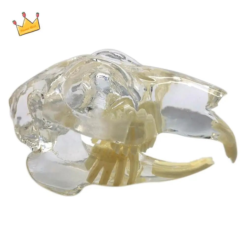 Transparent Dental Animal Resin Teeth Educational Dog Cat Rabbit Dog Tooth Model Structurally Accurate Clear Texture
Transparent Dental Animal Resin Teeth Educational Dog Cat Rabbit Dog Tooth Model Structurally Accurate Clear Texture