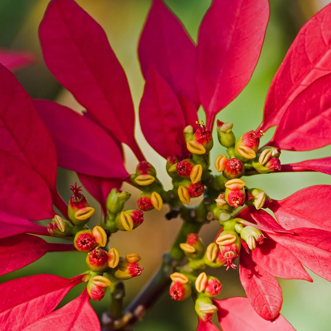 Модернизированный интерактивный двойной экран RHD для Porsche Cayenne 2010-2017 PCM 3.0 4.0 Android 14, мультимедийный плеер Carplay GPS 4G WiFi
Модернизированный интерактивный двойной экран RHD для Porsche Cayenne 2010-2017 PCM 3.0 4.0 Android 14, мультимедийный плеер Carplay GPS 4G WiFi