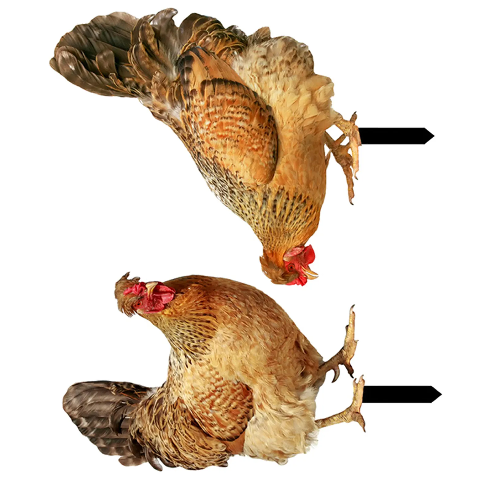 2Pcs Realistic Acrylic Chicken Garden Stake Compact Lightweight Yard Decor Lawn Insert Outdoor Garden Decoration Backyard
2Pcs Realistic Acrylic Chicken Garden Stake Compact Lightweight Yard Decor Lawn Insert Outdoor Garden Decoration Backyard