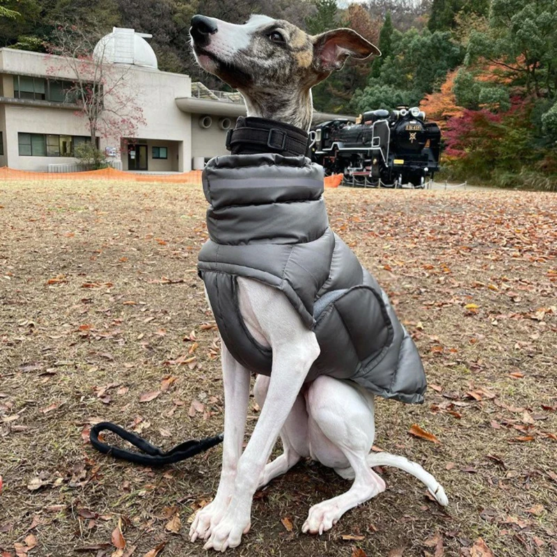 Pet Dog Jacket Vest Winter Warm Dog Down Vest Clothes Windproof For Dogs Pet Coat French Bulldog Outfits
Pet Dog Jacket Vest Winter Warm Dog Down Vest Clothes Windproof For Dogs Pet Coat French Bulldog Outfits