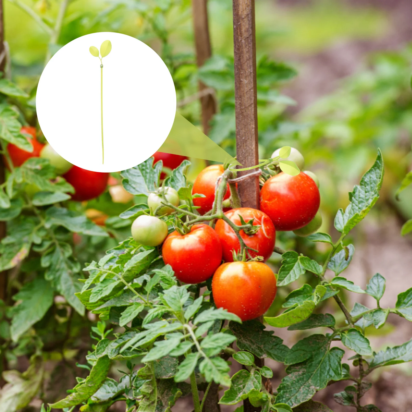 1Set Gardening Plant Wire Ties and Labels Reusable Flexible Plant Markers for Stems Trellis Vegetable Support Garden 
1Set Gardening Plant Wire Ties and Labels Reusable Flexible Plant Markers for Stems Trellis Vegetable Support Garden