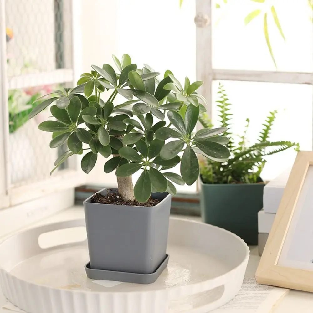 3 set Household Square Plastic Flower Pot with Tray Nordic Succulent Plant Pot Resin Drain Hole Nursery Pot Desktop
3 set Household Square Plastic Flower Pot with Tray Nordic Succulent Plant Pot Resin Drain Hole Nursery Pot Desktop